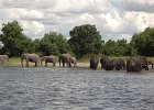 Chobe Nationalpark 6.3.2008